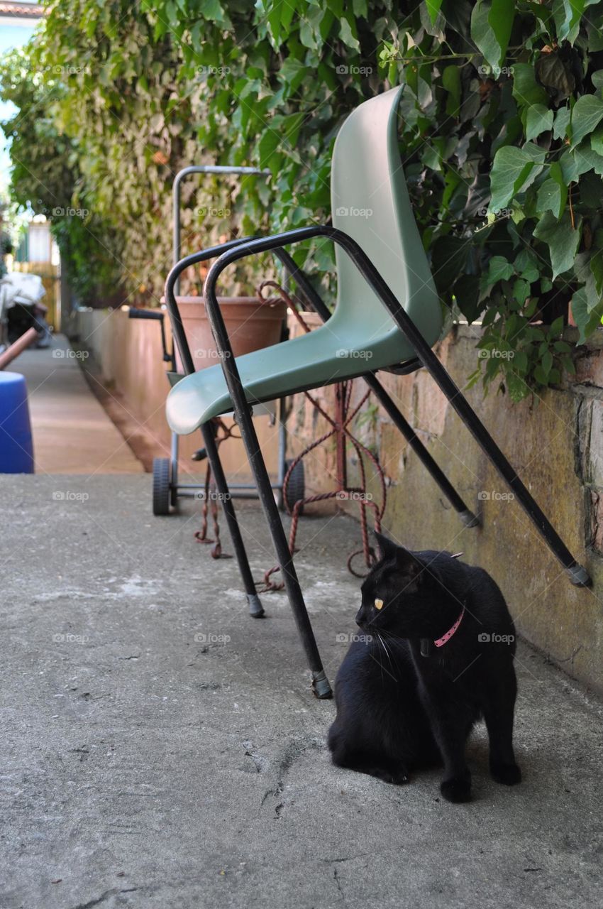 European black cat in a residential quarter 