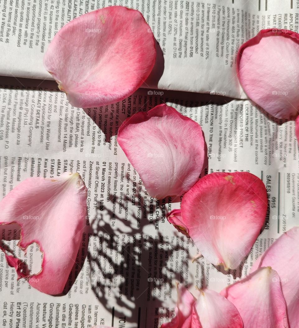 Rose petals on a newspaper with leaf shadow