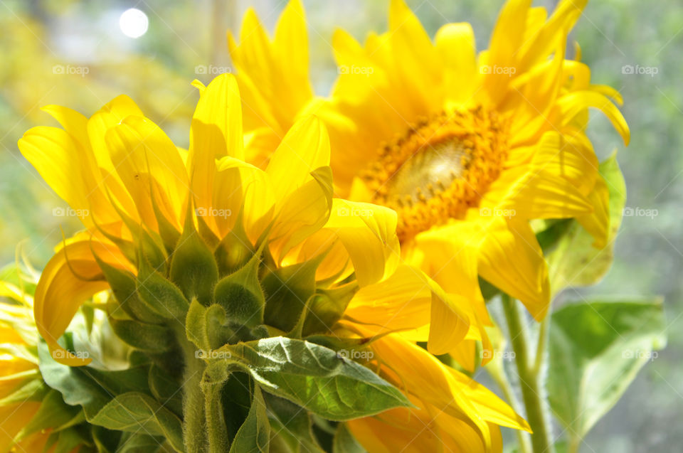 Sunflowers 