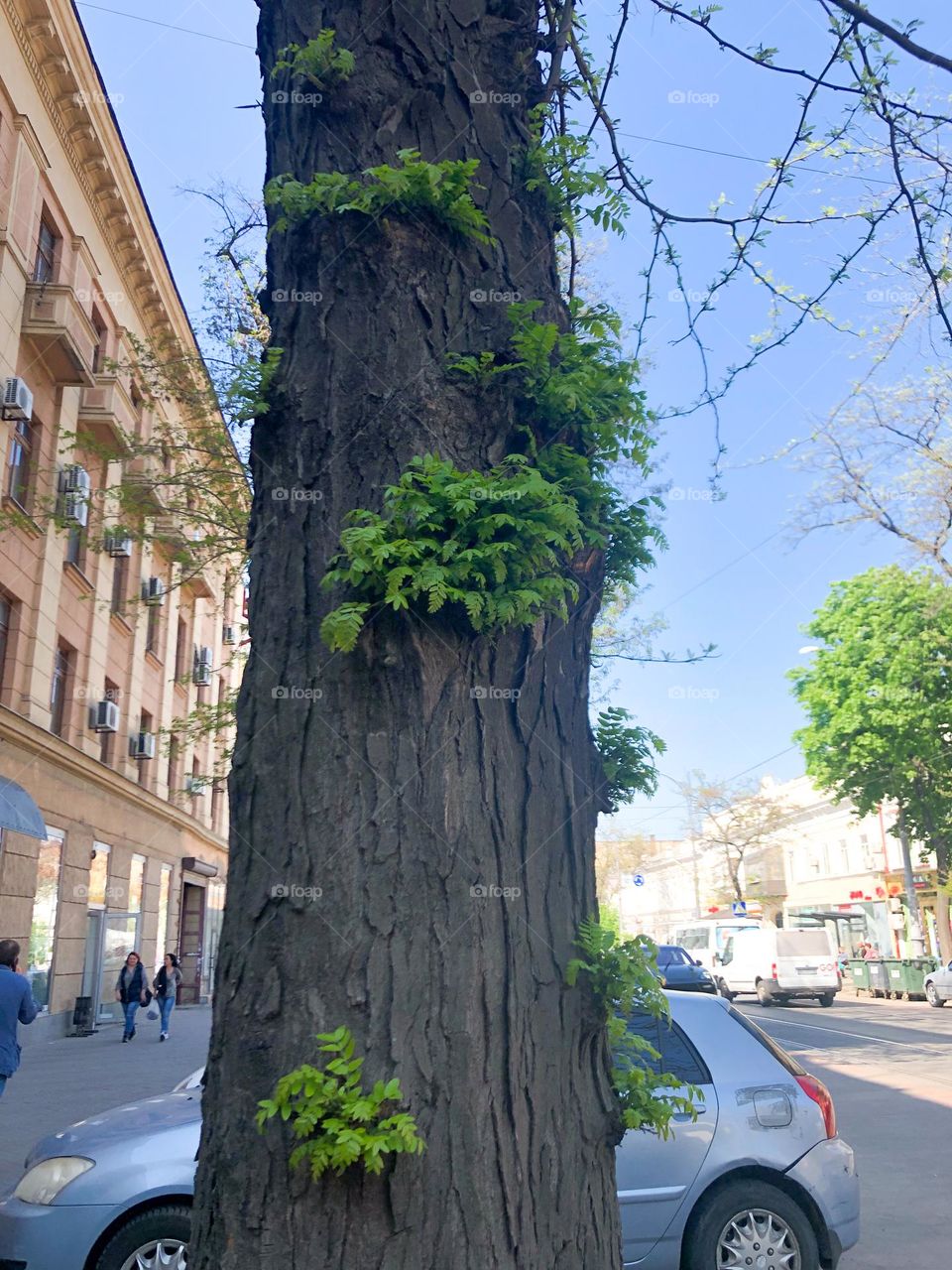 Old tree with leaves on the trunk