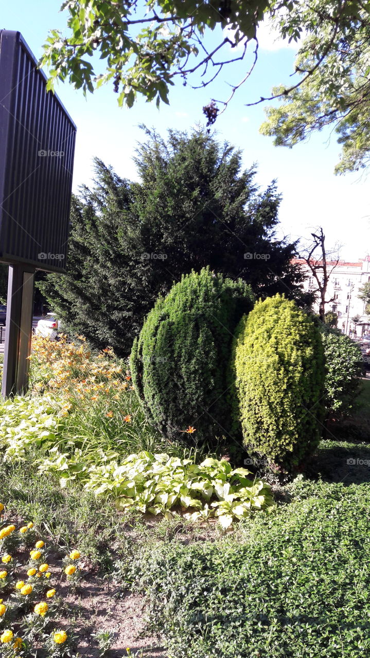 green and flowers