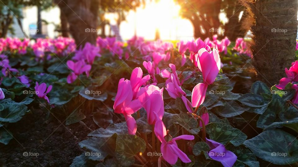 Sunlight on pink flower