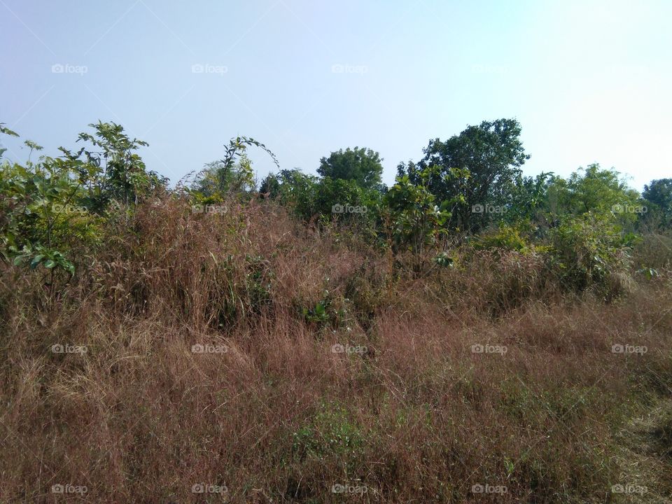 agriculture field of vilege