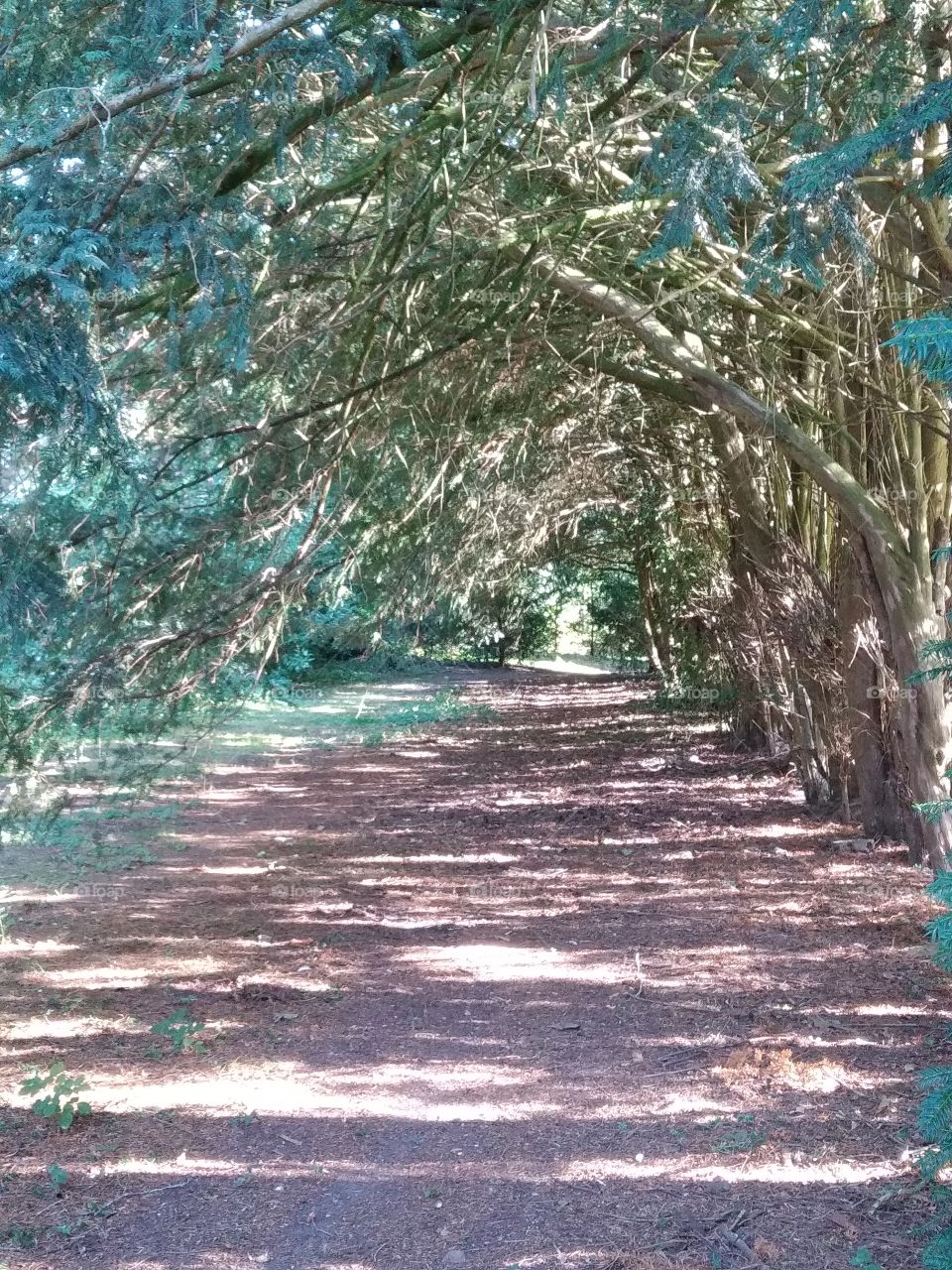 The corridor of the light