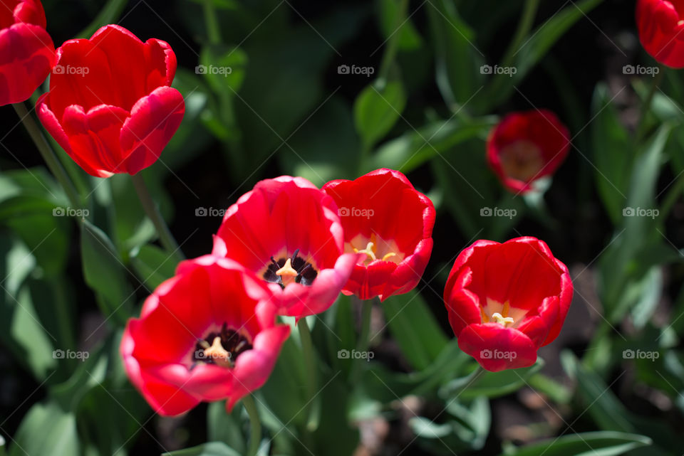 Red Tulips top view