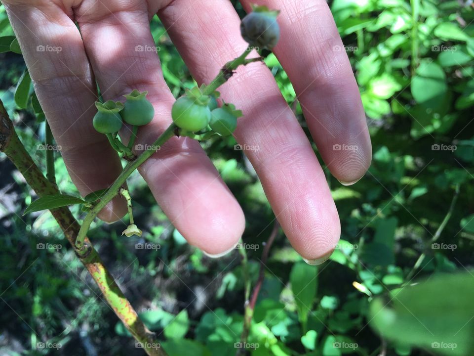 Blueberry growing on plant in summer green berry unripe fruit sustainable pesticide free organic gardening 