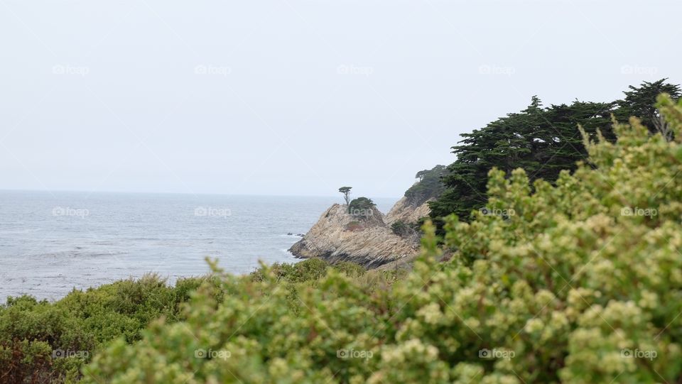 Coastal Cypress trees in a distance 