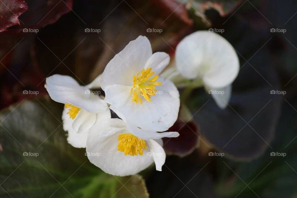 Begonia