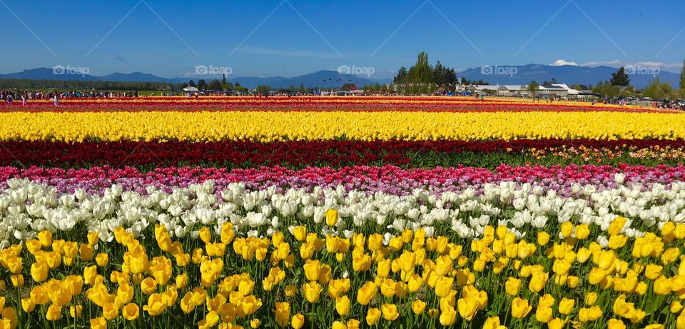 Tulip rows