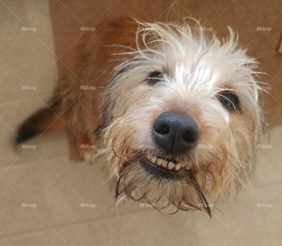 Smiles from a dog