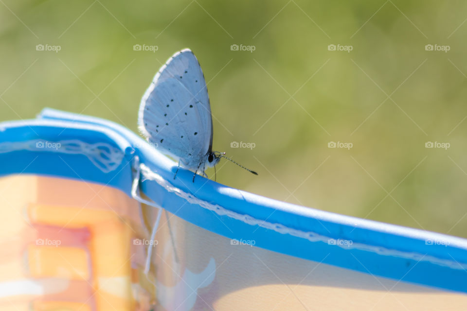 Blue butterfly walking on blue edge - blå fjäril på blå kant 