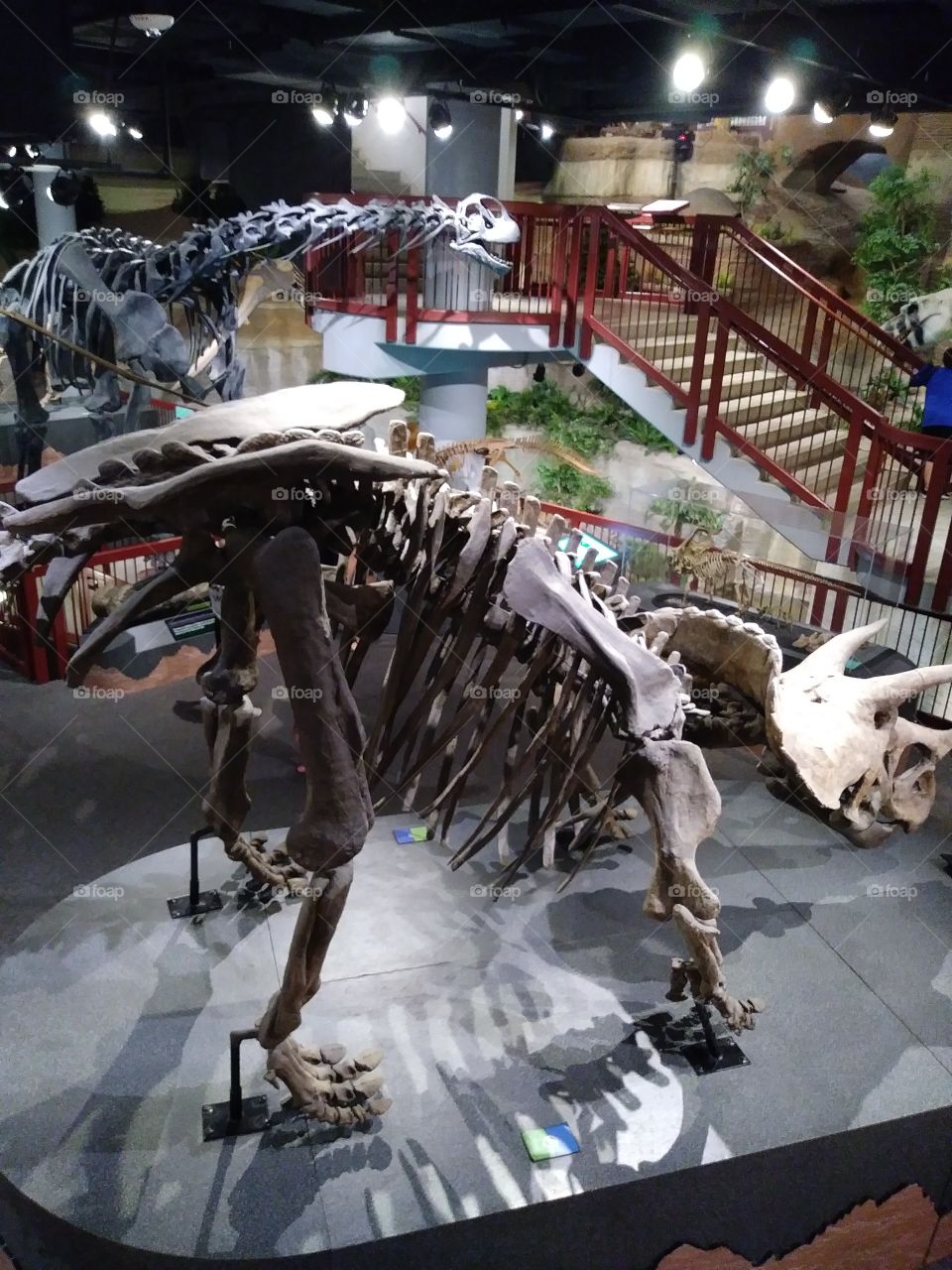 Dino bones