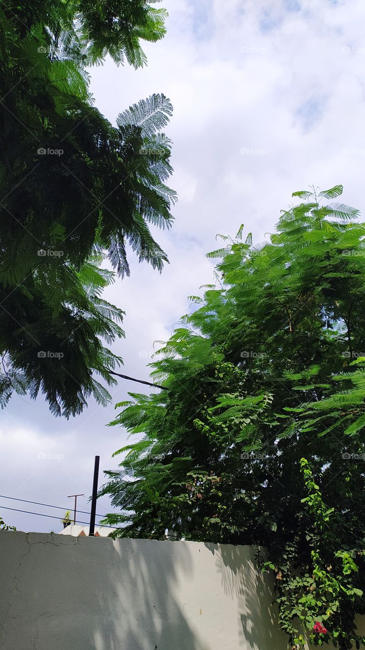 Green glory of trees