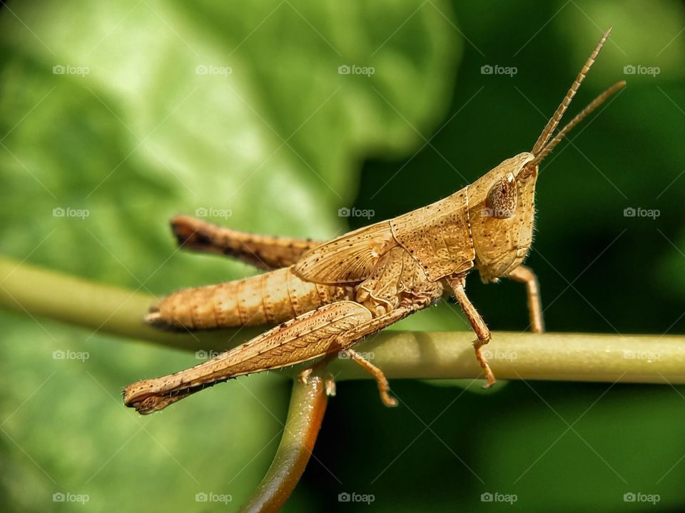 A young brown grasshopper is perched on a plant.  Photographed on a clear day. Look at the eye that's the same color as its body.