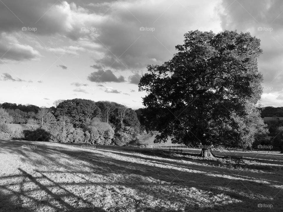 Dartington Countryside in Black and White, reflecting on how it was before color, now though black and white seems as popular as ever.