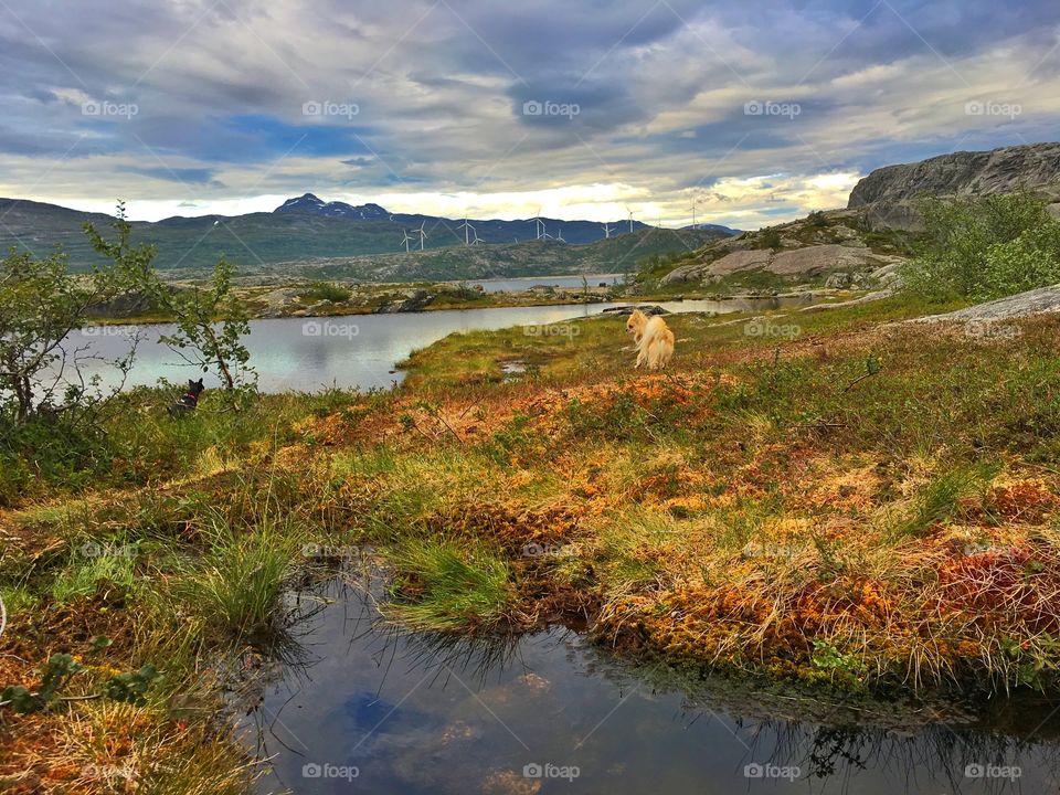 Walking the dogs, in the mountains of Narvik