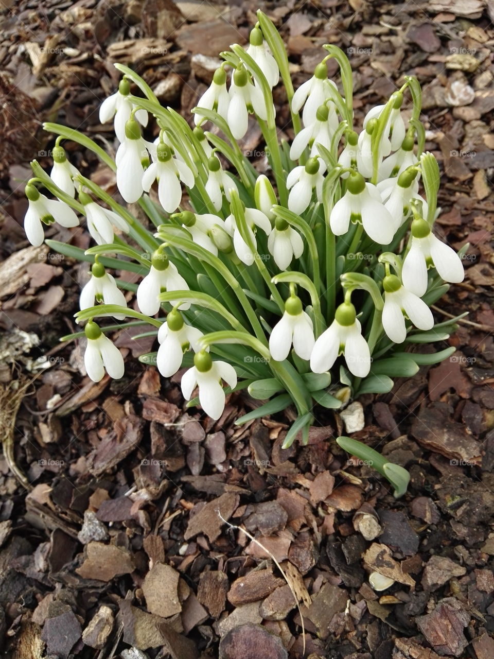 spring white flowers