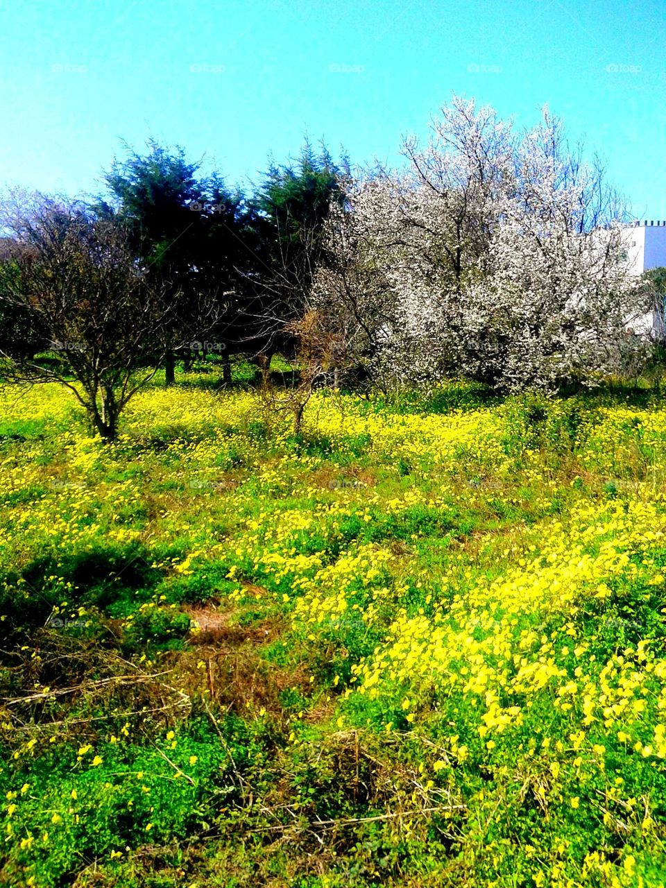 A blooming plum tree in a carpet of yellow oxalis in a lawn of the Italian island of Ischia