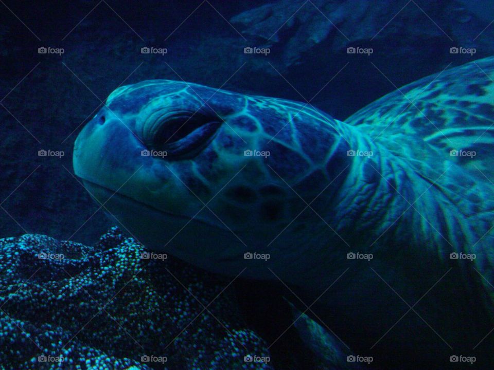 Sea Turtle