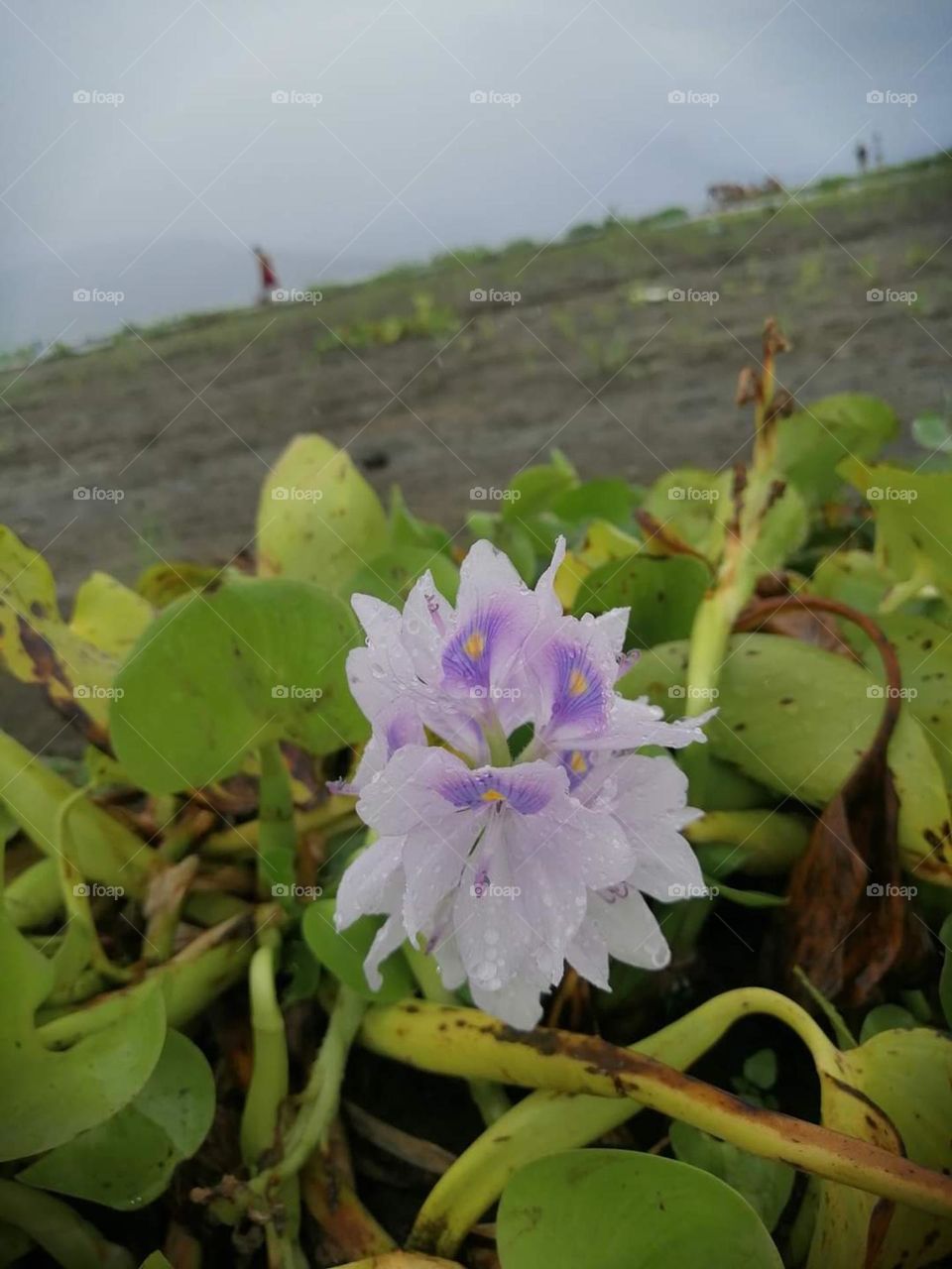 Water droplets 💦 dew