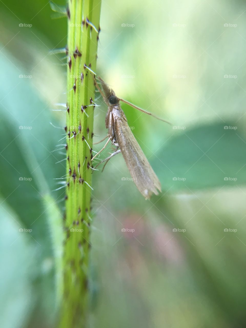 Tiny butterfly on grass