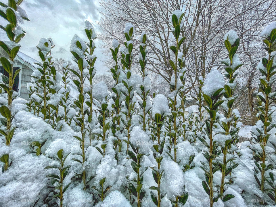 Snow covered green bush in my garden