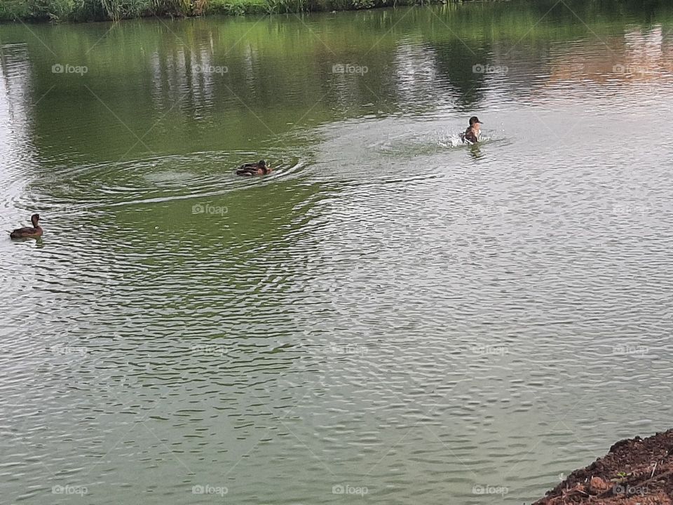 Dicka Irving in pond