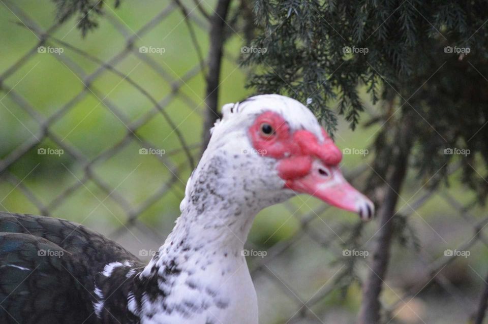 Drake in zoo