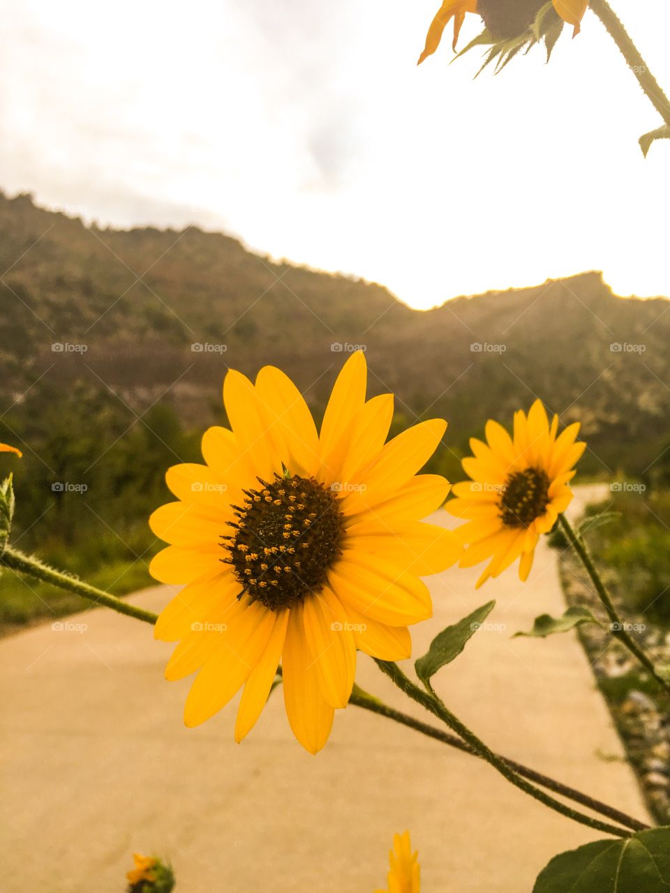 Black-eye Susan 