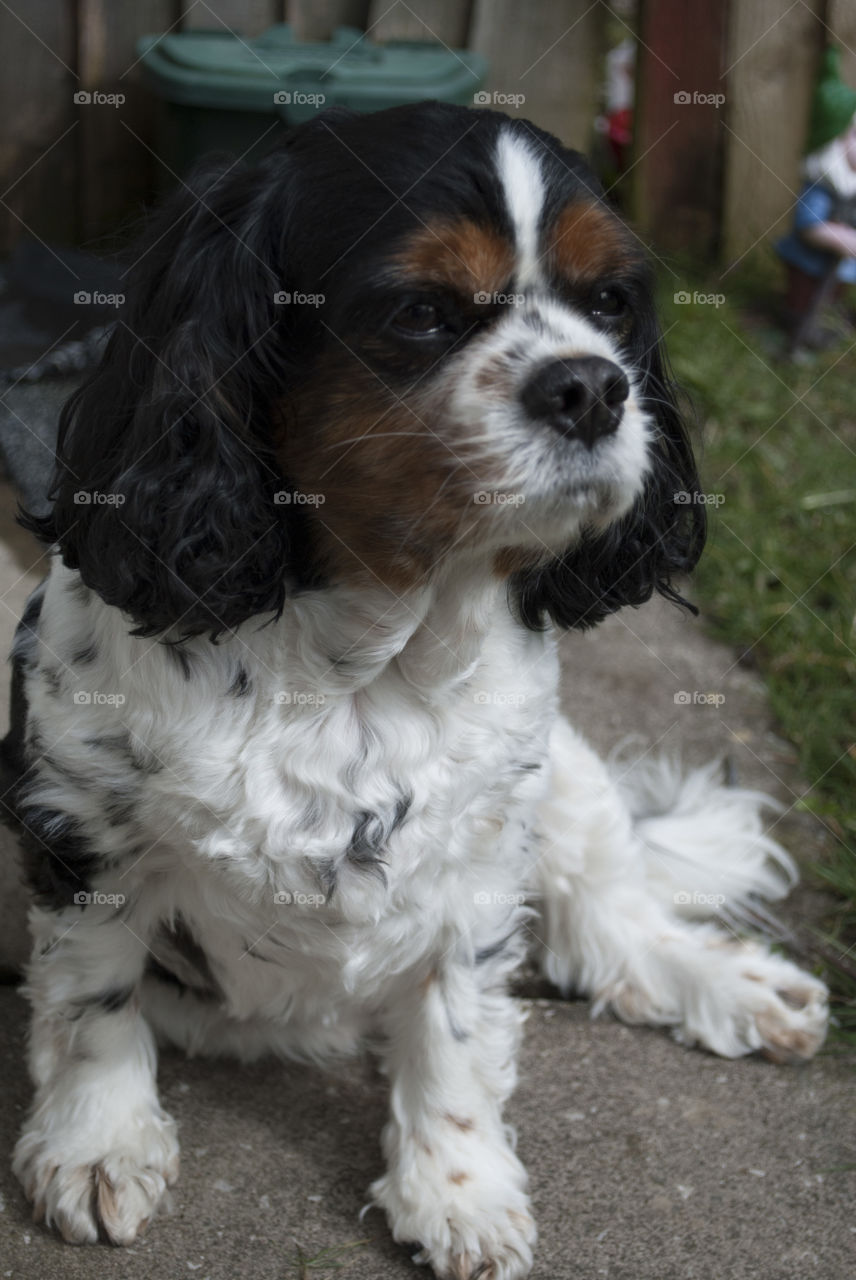 Walter the King Charles cavalier spaniel looks off camera. Maybe a cat caught his eye. 