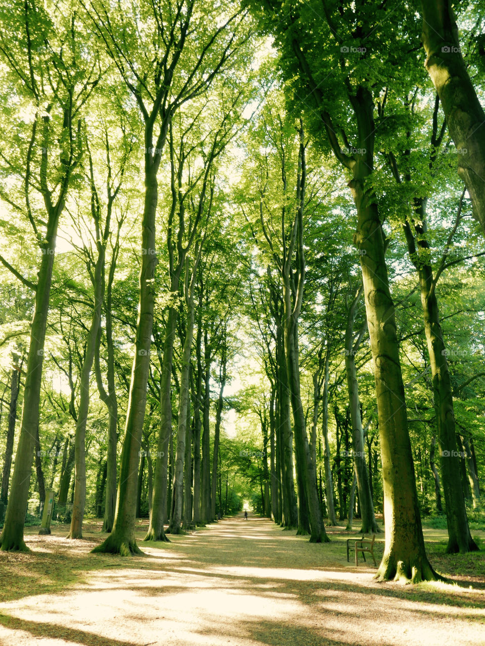 Springtime in a park in Antwerp, Belgium.