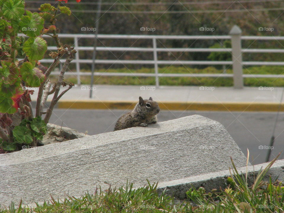 chipmunk at garden . chipmunk at garden 
