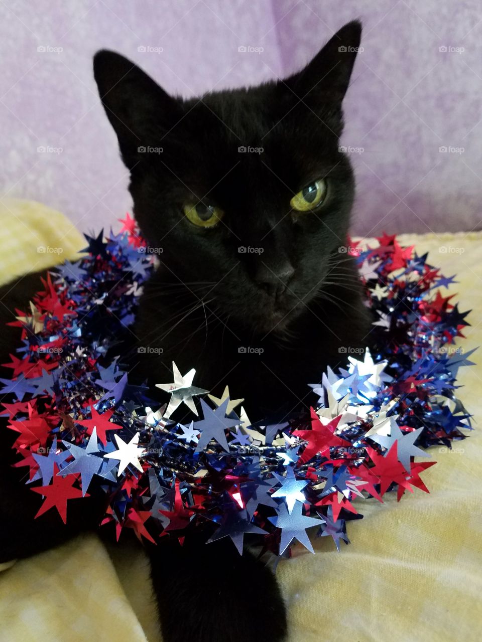 4th of July cat
