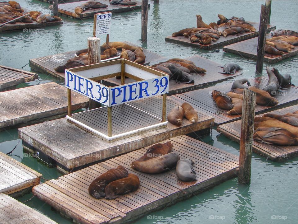 Pier 39