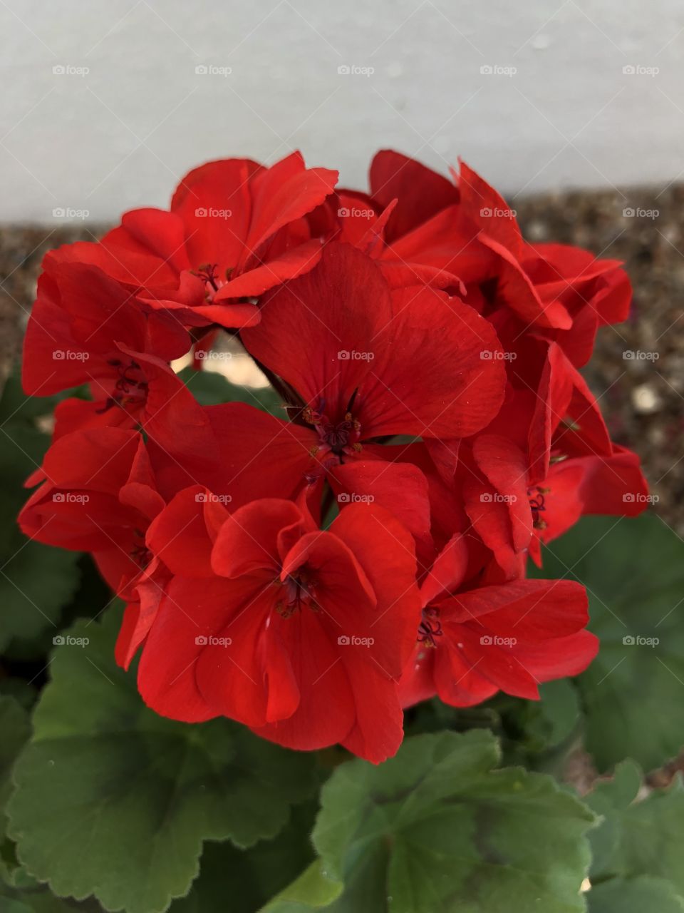 One more red masterpiece from this Gardens impressive collection, l would call this one “the red temptress” with such an alluring deep red, surely a perfect title for this variety haha.