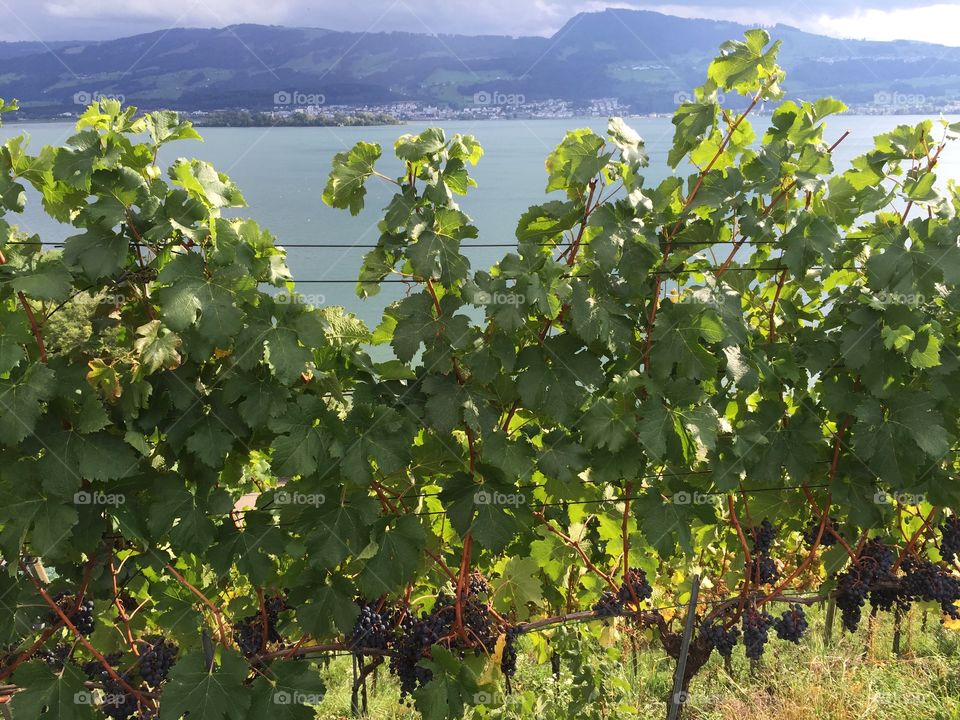 Grape-vine with lake view. Grape-vine with view to the lake of Zurich in Switzerland on a sunny fall day.