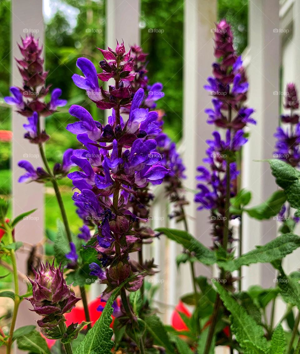 Flower blossoms of woodland sage 