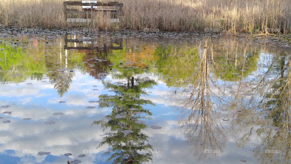 Reflected Pond