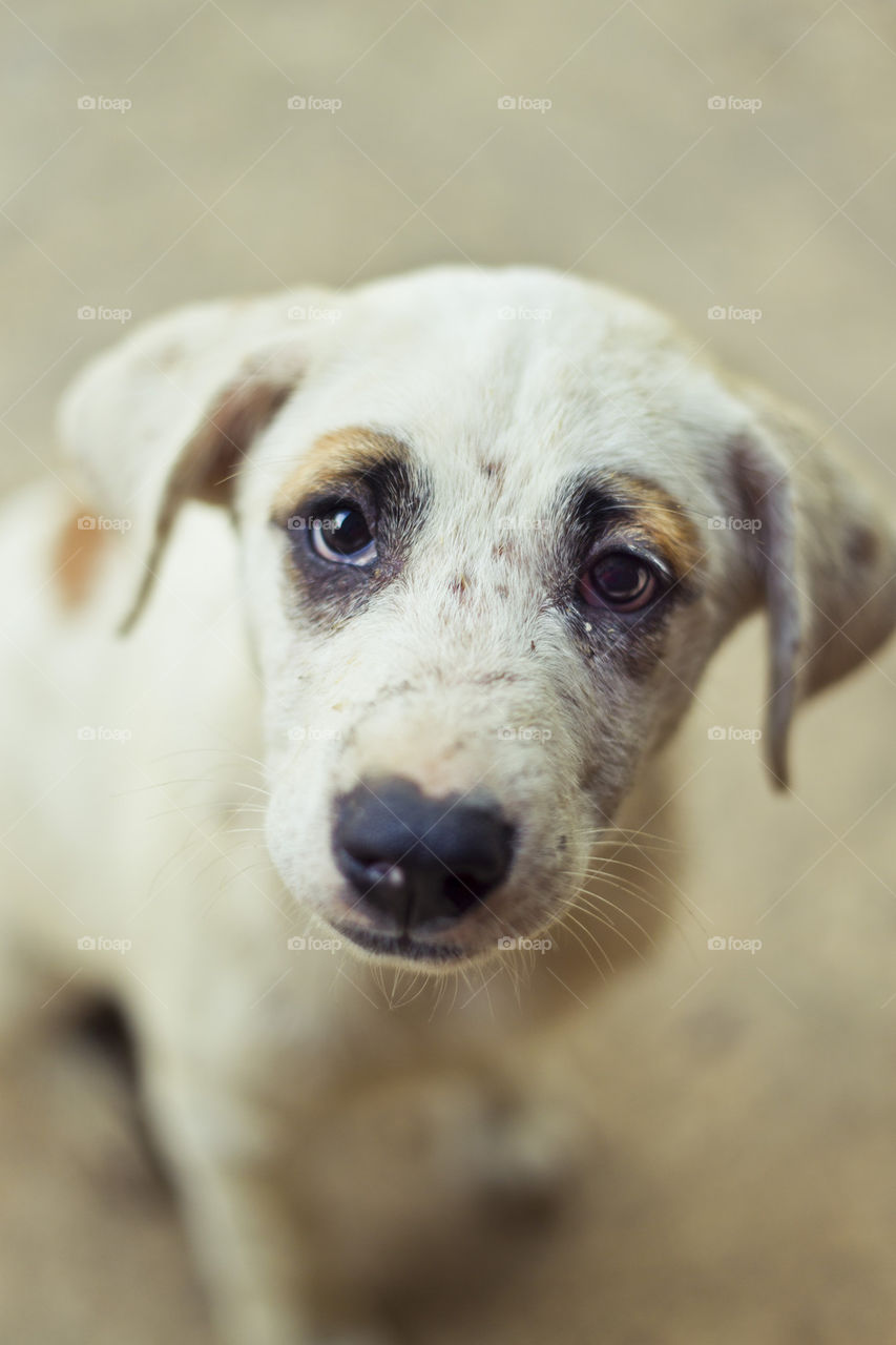 portrait of a cute puppy dog 