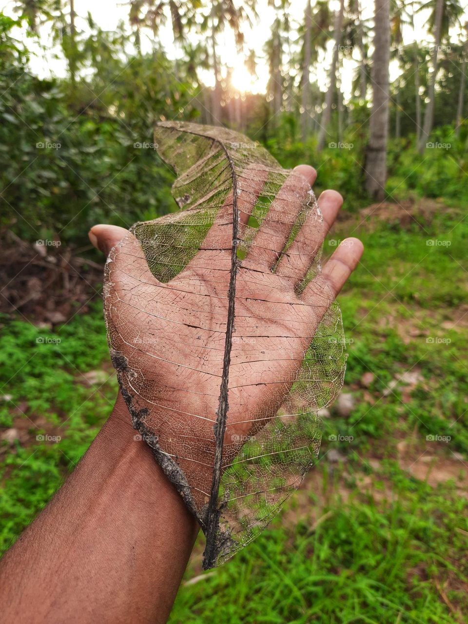 Template of a decayed leaf of a dipterocarpus zeylanicus tree