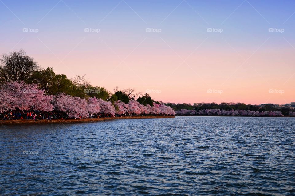 cherry blossoms at the Tidal Basin
