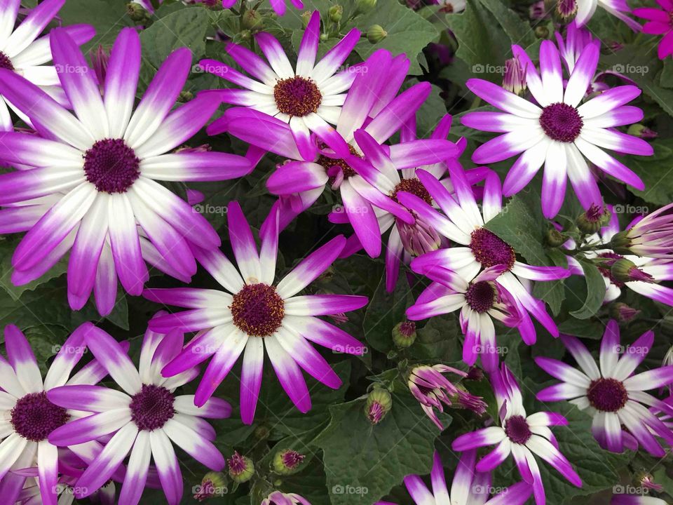 Vibrant display of some very beautiful daisy type purple and white blooms.