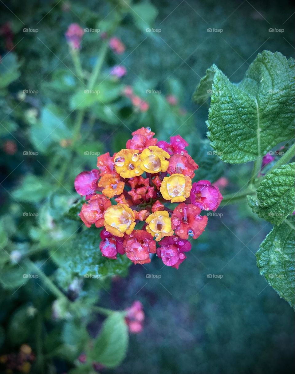 🌹 🇺🇸 Very beautiful flowers to brighten our day.  Live nature and its beauty. Did you like the delicate petals? / 🇧🇷 Flores muito bonitas para alegrar nosso dia. Viva a natureza e sua beleza. Gostaram das pétalas delicadas? 