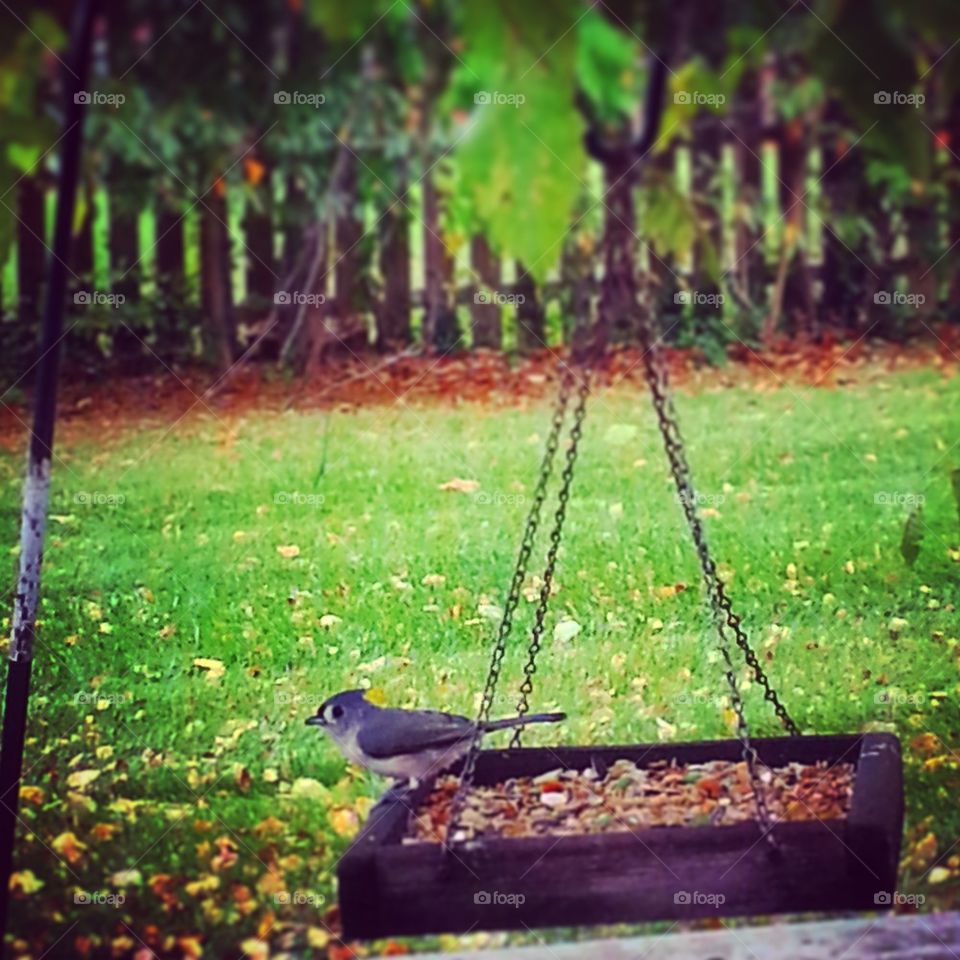 Tufted Titmouse @ feeder
