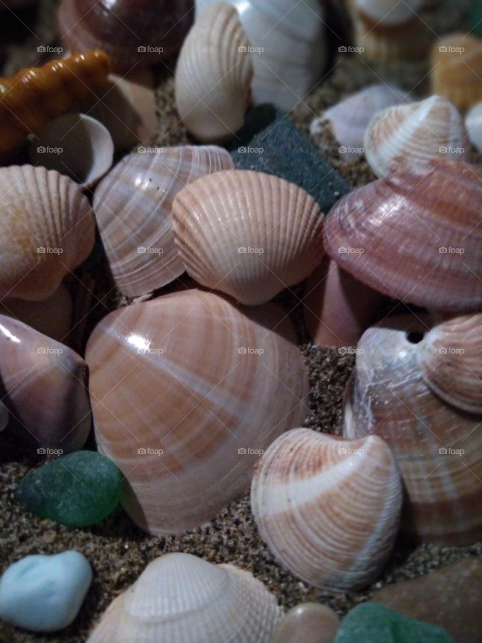 Seashell