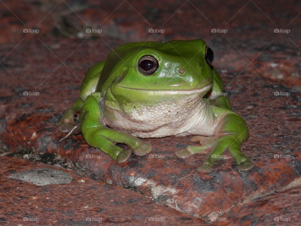 Frog