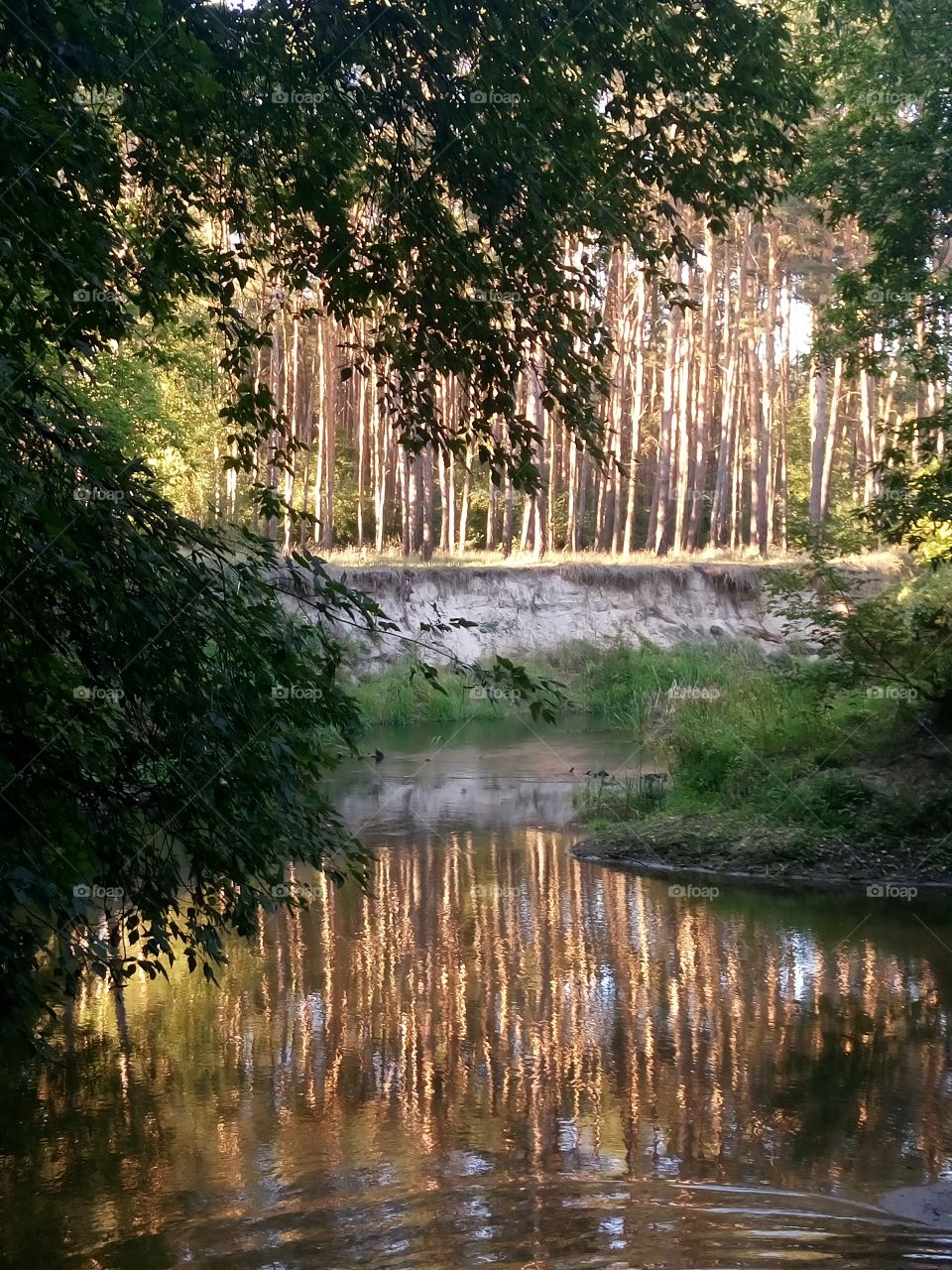 Polish nature, Forest at the river