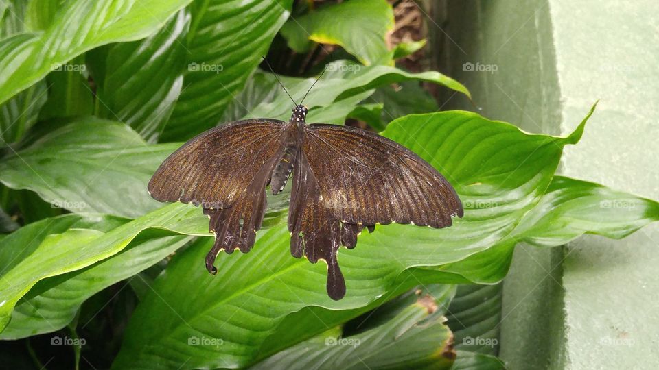 resting butterfly