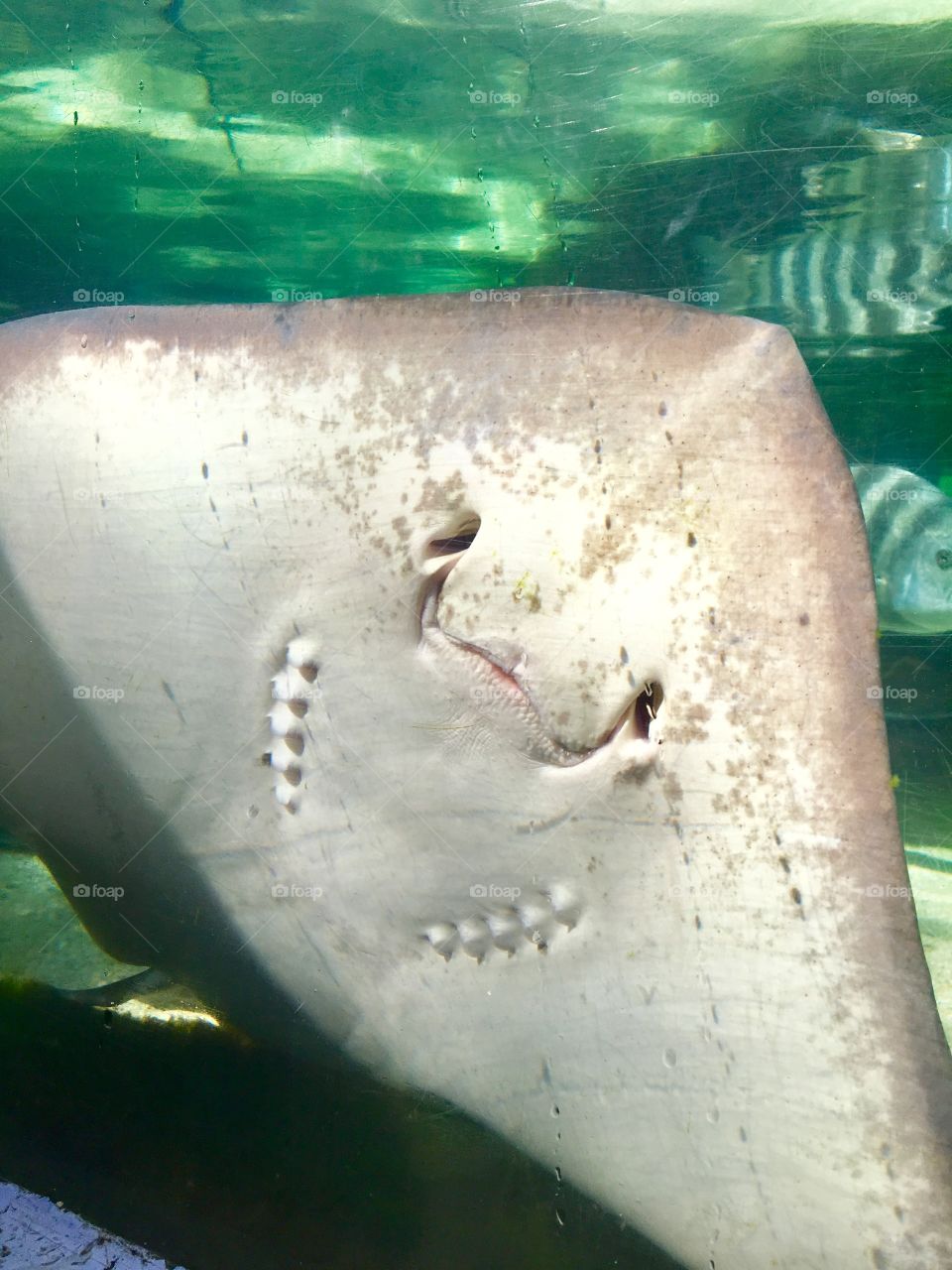 Sting Ray in Florida