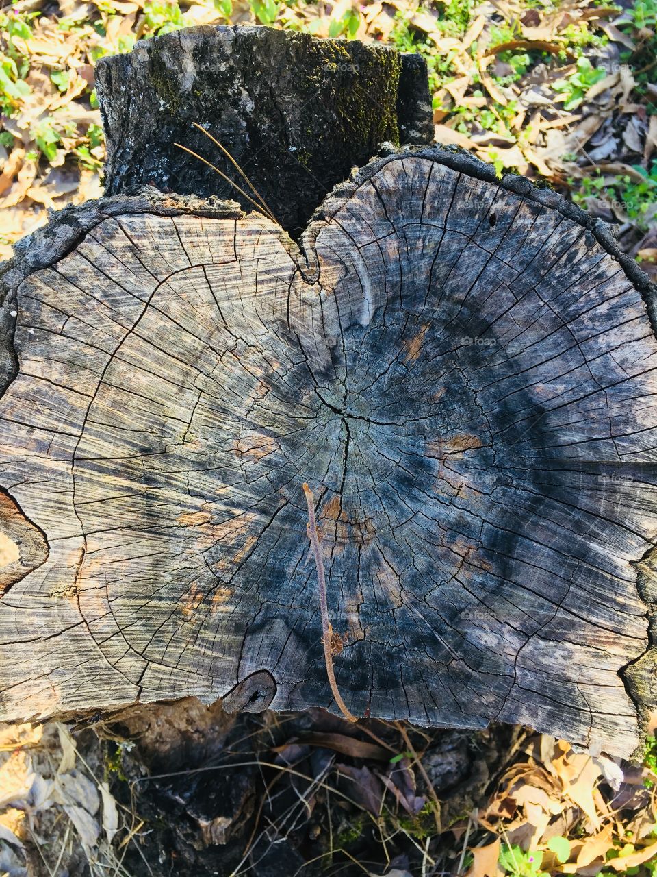 Tree stump close up 